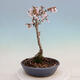 Venkovní bonsai - Prunus incisa Kojou-no mai-Slivoň vyříznutá - 4/5