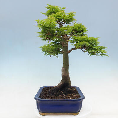 Venkovní bonsai -Javor dlanitolistý Acer palmatum Shishigashira - 4