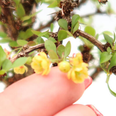 Venkovní bonsai - Berberis thunbergii Kobold - Dřištál Thunbergův - 4
