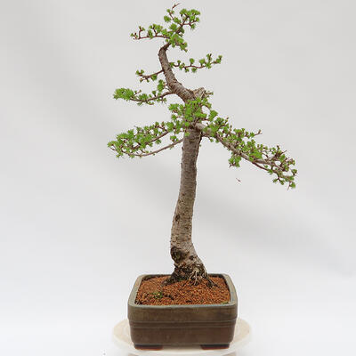 Venkovní bonsai - Larix decidua - Modřín opadavý - 4