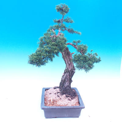 Venkovní bonsai-Juniperus chinenssis-Jalovec čínský - 4