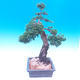 Venkovní bonsai-Juniperus chinenssis-Jalovec čínský - 4/6