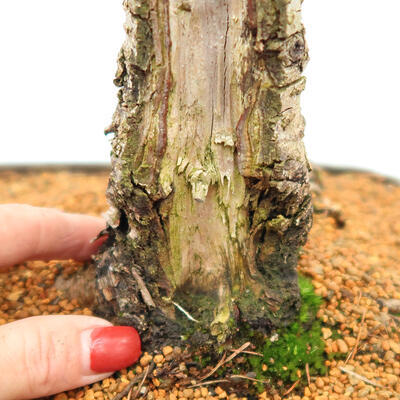 Venkovní bonsai - Larix decidua - Modřín opadavý - 4