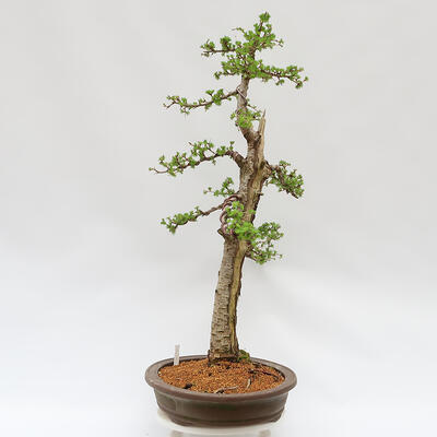 Venkovní bonsai - Larix decidua - Modřín opadavý - POUZE PALETOVÁ PŘEPRAVA - 4