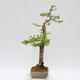 Venkovní bonsai - Larix decidua - Modřín opadavý - POUZE PALETOVÁ PŘEPRAVA - 4/5