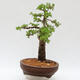 Venkovní bonsai - Larix decidua - Modřín opadavý - 4/5