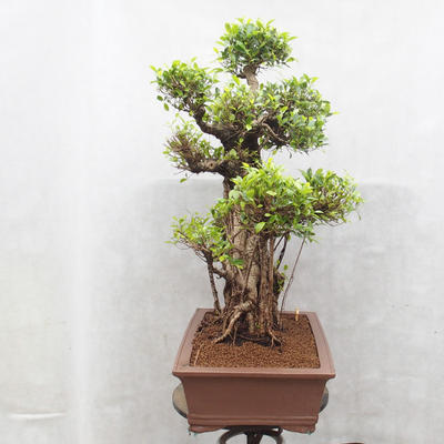 Pokojová bonsai - malolistý fíkus - Ficus retusa Kimmen - 4