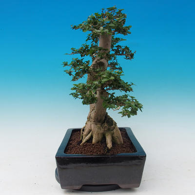 Pokojová bonsai -PREMNA MICROPHYLLA Kozlovoň malolistá - 4