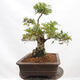 Venkovní bonsai - Hloh - Crataegus monogyna - 4/6