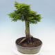 Venkovní bonsai -Javor dlanitolistý Acer palmatum Shishigashira - 4/6