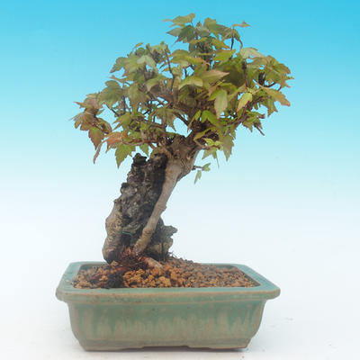 Shohin - Javor-Acer burgerianum na skále - 4