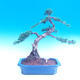 Venkovní bonsai-Juniperus chinenssis-Jalovec čínský - 4/4