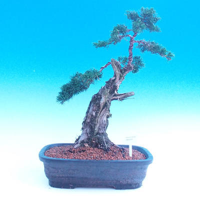 Venkovní bonsai-Juniperus chinenssis-Jalovec čínský - 4