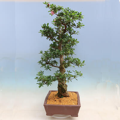 Venkovní bonsai - Japonská azalka SATSUKI- Azalea BYAKUREN - 4
