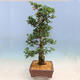 Venkovní bonsai - Japonská azalka SATSUKI- Azalea BYAKUREN - 4/6