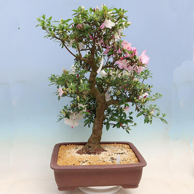 Venkovní bonsai - Japonská azalka SATSUKI- Azalea MOEKA - 4