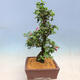 Venkovní bonsai - Japonská azalka SATSUKI- Azalea MOEKA - 4/6