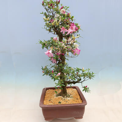 Venkovní bonsai - Japonská azalka SATSUKI- Azalea KINSHO - 4