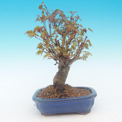 Shohin - Javor-Acer palmatum - 4