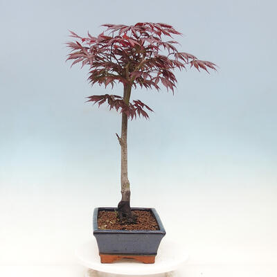 Venkovní bonsai - Javor dlanitolistý - Acer palmatum TROUTENBURG - 4