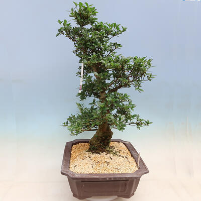 Venkovní bonsai - Japonská azalka SATSUKI- Azalea SUIREN - 4