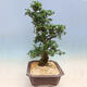 Venkovní bonsai - Japonská azalka SATSUKI- Azalea SUIREN - 4/6
