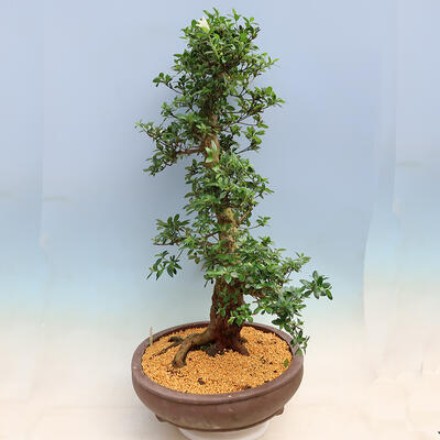 Venkovní bonsai - Japonská azalka SATSUKI- Azalea SHUSHUI - 4