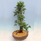 Venkovní bonsai - Japonská azalka SATSUKI- Azalea SHUSHUI - 4/6