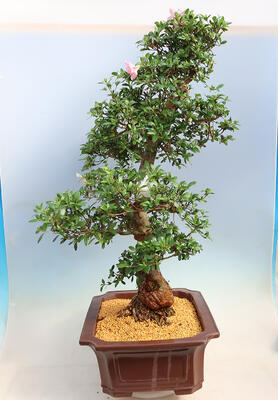 Venkovní bonsai - Japonská azalka SATSUKI- Azalea BEYAKUREN - 4