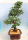Venkovní bonsai - Japonská azalka SATSUKI- Azalea BEYAKUREN - 4/6