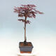 Venkovní bonsai - Javor dlanitolistý - Acer palmatum TROUTENBURG - 4/6