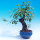 Venkovní bonsai -Mahalebka - Prunus mahaleb - 4/6