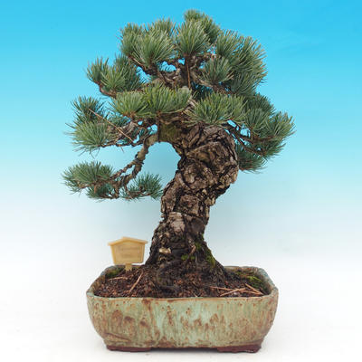 Venkovní bonsai - Borovice parviflora - Borovice drobnokvětá - 4