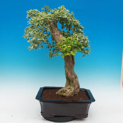 Pokojová bonsai - Duranta variegata - 4