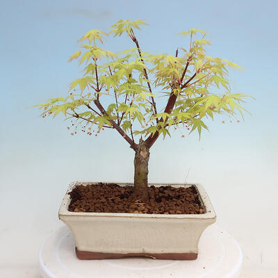 Venkovní bonsai - Acer pal. Sango Kaku - Javor dlanitolistý - 4