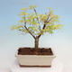 Venkovní bonsai - Acer pal. Sango Kaku - Javor dlanitolistý - 4/4