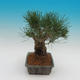 Pinus thunbergii - Borovice thunbergova - 4/4