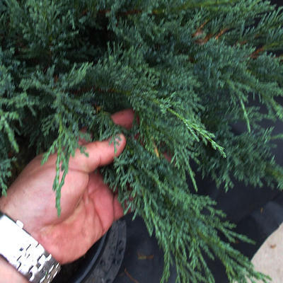Jalovec - Juniperus sabina NO-33 - 4