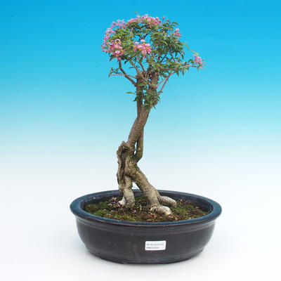 Pokojová bonsai - Malpighia coccigera- Barbdorská třešeň - 4