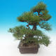 Pinus thunbergii - borovice thunbergova - 4/5