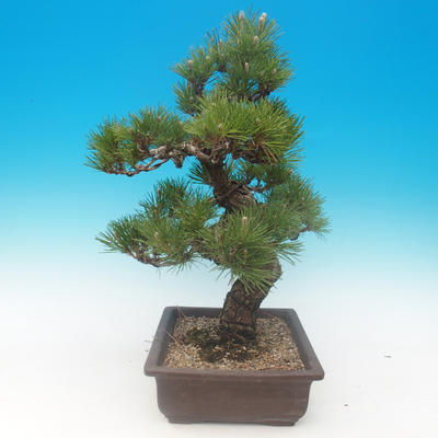 Pinus thunbergii - borovice thunbergova - 4