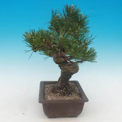 Pinus thunbergii - borovice thunbergova - 4