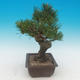 Pinus thunbergii - borovice thunbergova - 4/4