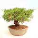 Venkovní bonsai - Juniperus chinensis Itoigawa -Jalovec čínský - 4/5