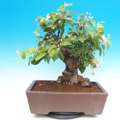 Venkovní bonsai -Maloplodá jabloň - Malus halliana - 4