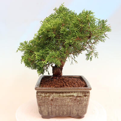 Venkovní bonsai - Juniperus chinensis Itoigawa -Jalovec čínský - 4
