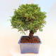 Venkovní bonsai - Juniperus chinensis Itoigawa -Jalovec čínský - 4/5