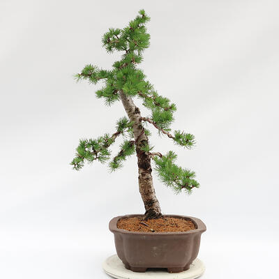 Venkovní bonsai -Larix decidua - Modřín opadavý - 4