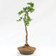 Venkovní bonsai -Larix decidua - Modřín opadavý - 4/4