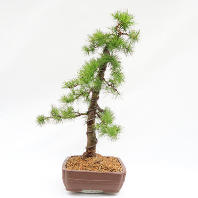 Venkovní bonsai -Larix decidua - Modřín opadavý  - Pouze paletová přeprava - 4